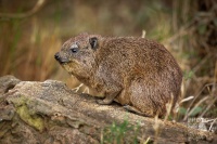 Daman skalni - Procavia capensis - Rock Hyrax o0611